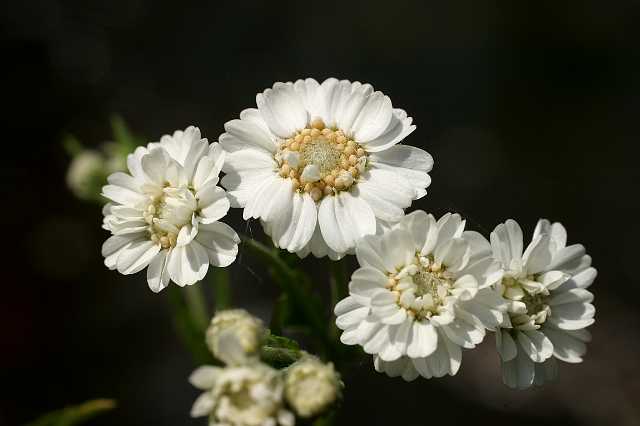FH_VP_0108(Achillea ptarmica).jpg - Achillea ptarmica